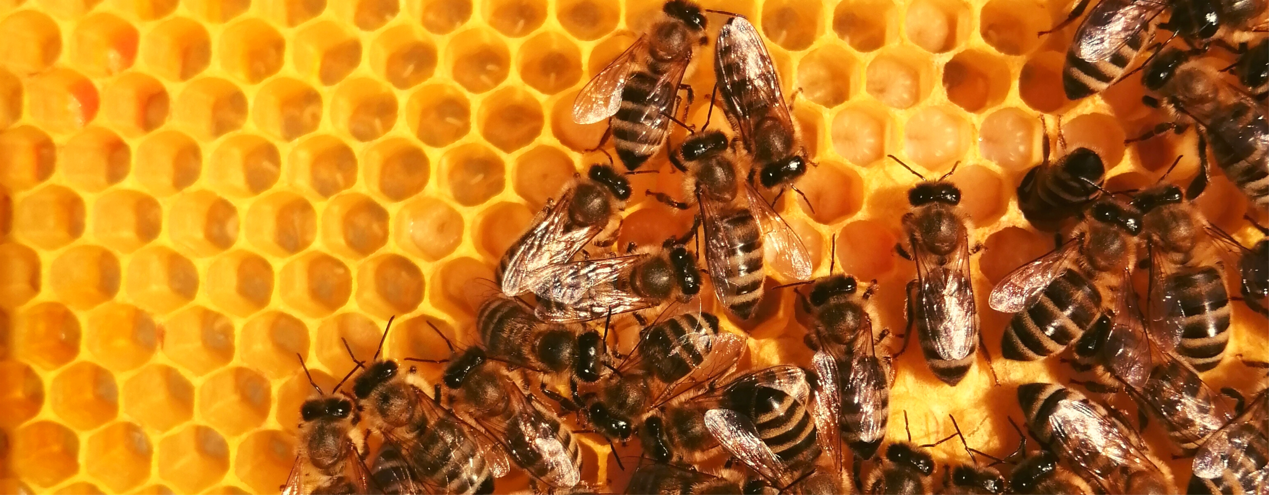 Nektárium manufaktúra mézei a Varázsvölgy Shopban